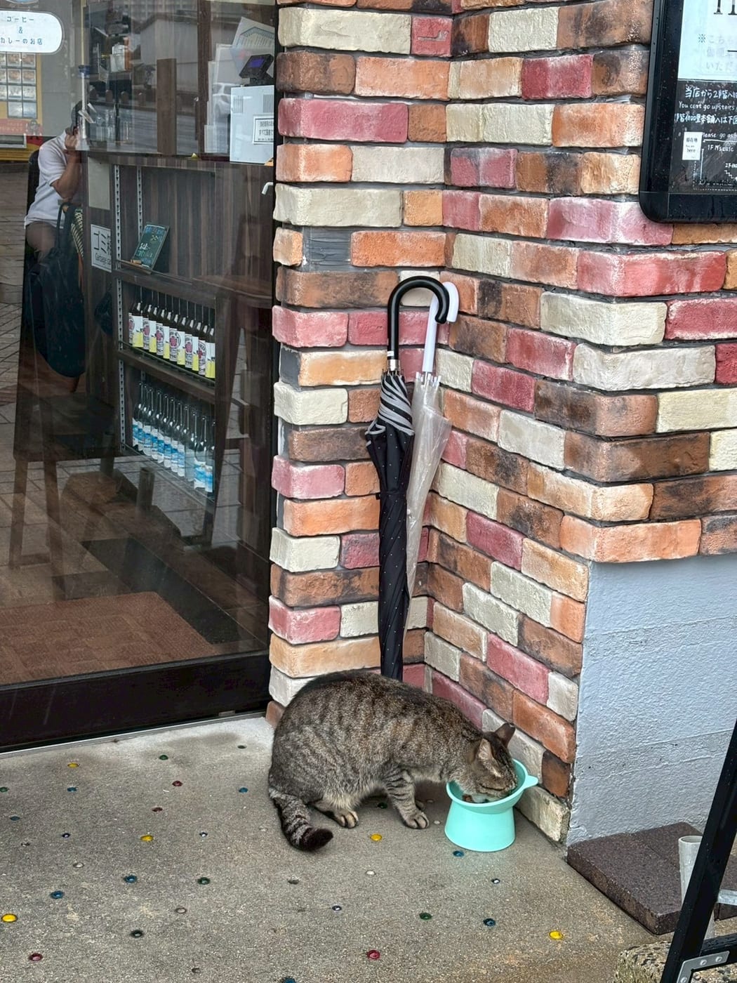 燒咖哩店外的虎斑貓