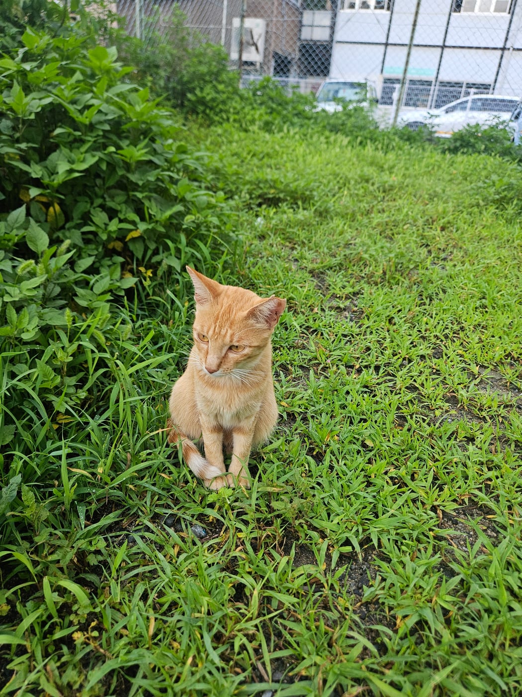 橘貓